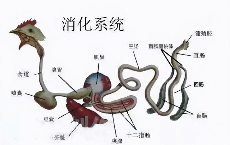 雞消化系統