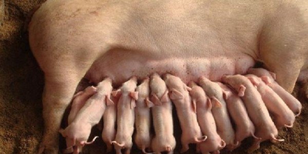 母豬沒(méi)奶水是什么原因