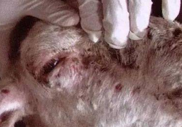 42c13ab65f19d6b981c822754e47f55 42c13ab65f19d6b981c822754e47f55