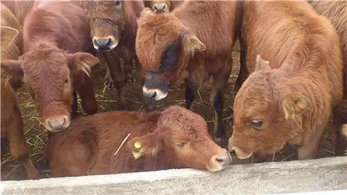 牛羊產(chǎn)業(yè)發(fā)展