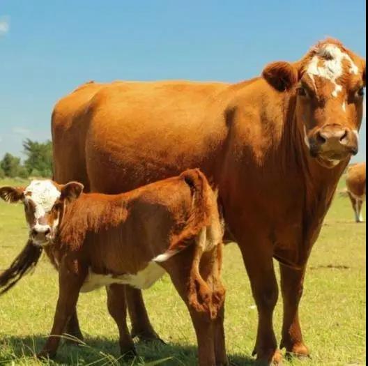 牛羊產(chǎn)業(yè)發(fā)展