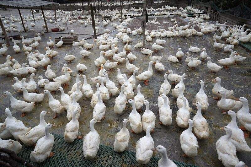 蛋鴨產蛋率下降如何解決 蛋鴨產蛋率下降如何解決