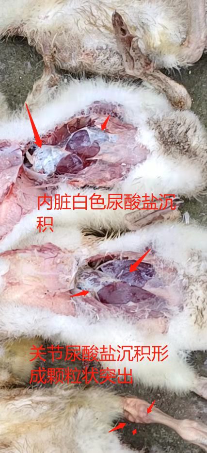 03cae81339130ee7c97a687501d46ec 03cae81339130ee7c97a687501d46ec