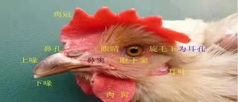 如何通過(guò)雞頭部臉部盡早發(fā)現(xiàn)疾病