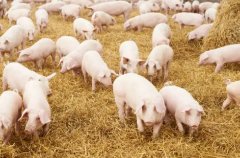 a15f70316e1a021f6bd56a3b3b699b1 a15f70316e1a021f6bd56a3b3b699b1