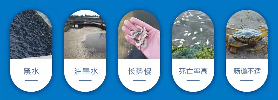 水產養殖中常見的問題