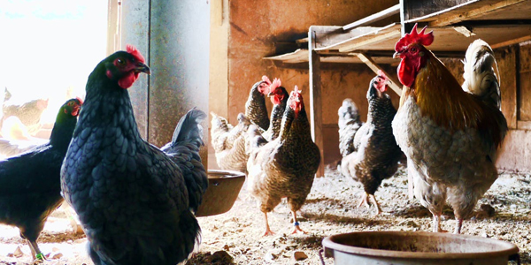 晨源生物解說禽類用藥需要注意的事項(xiàng)