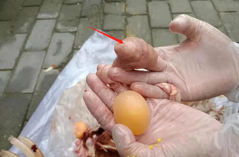 蛋雞前殖吸蟲(chóng)病